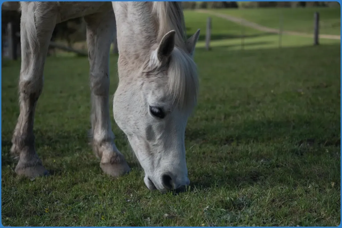 Connemara pony grazing fresh green grass