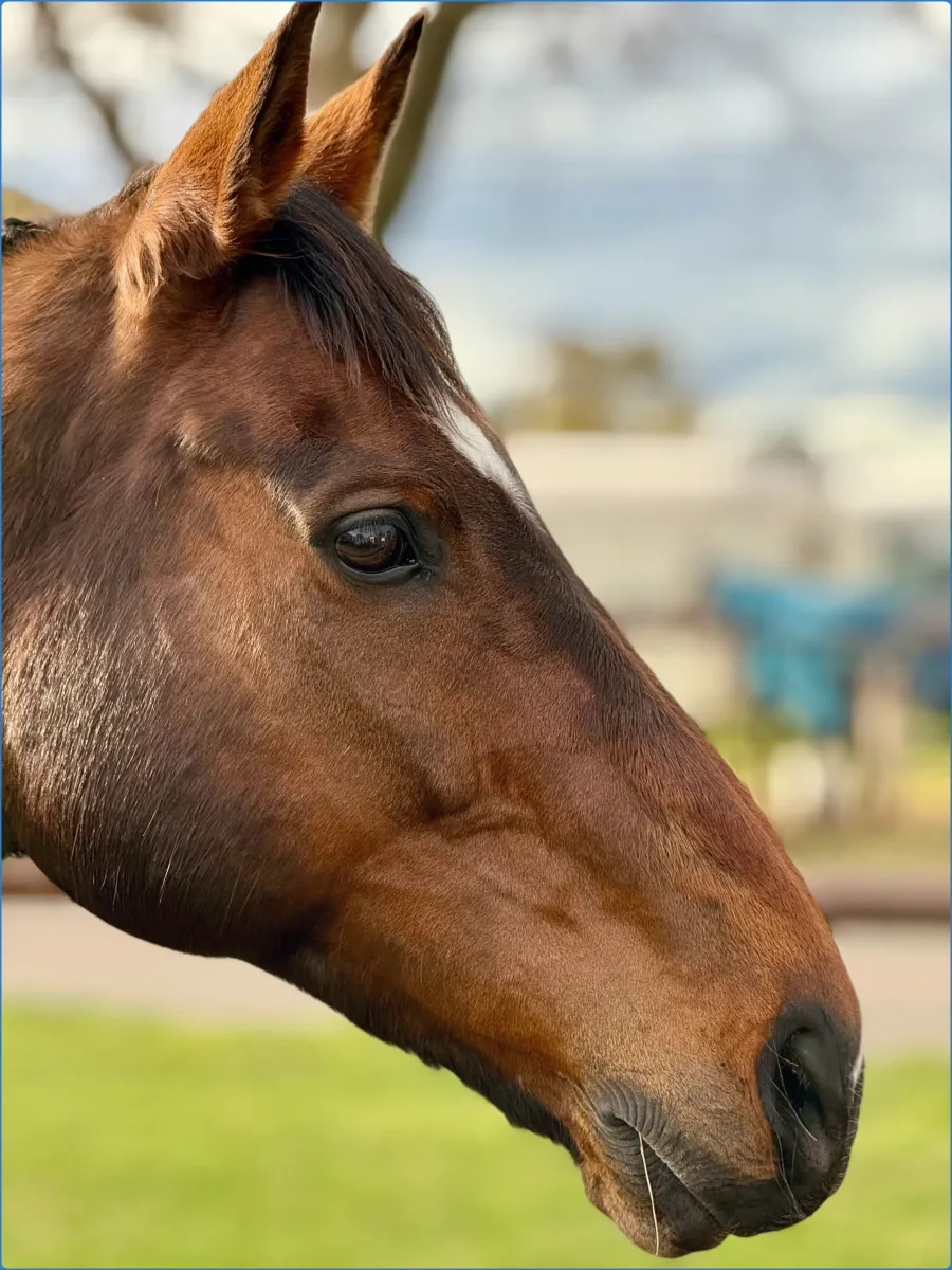 Close-up of a grey Connemara pony with kind eyes