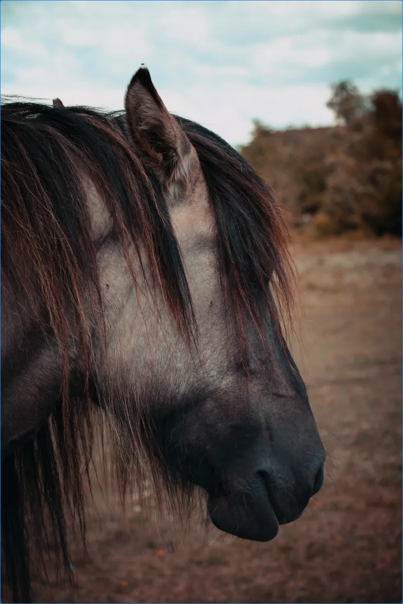 Profile portrait of a Connemara pony with a shiny mane