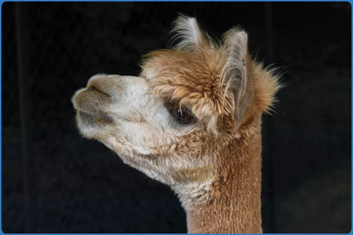 Wild Alpaca Way