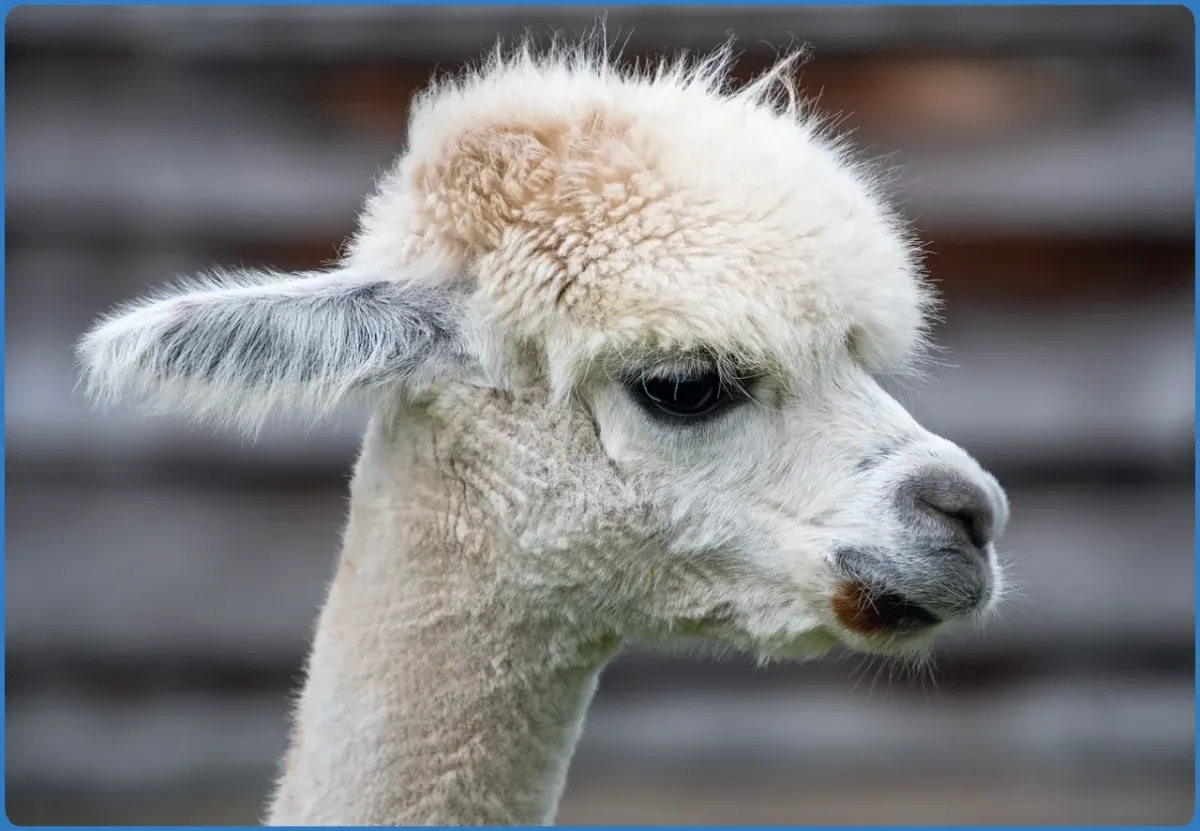 Wild Alpaca Way
