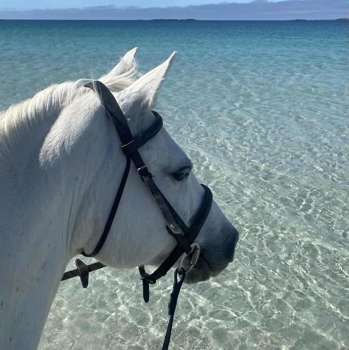 Connemara pony standing on a sandy beach by the Atlantic Ocean