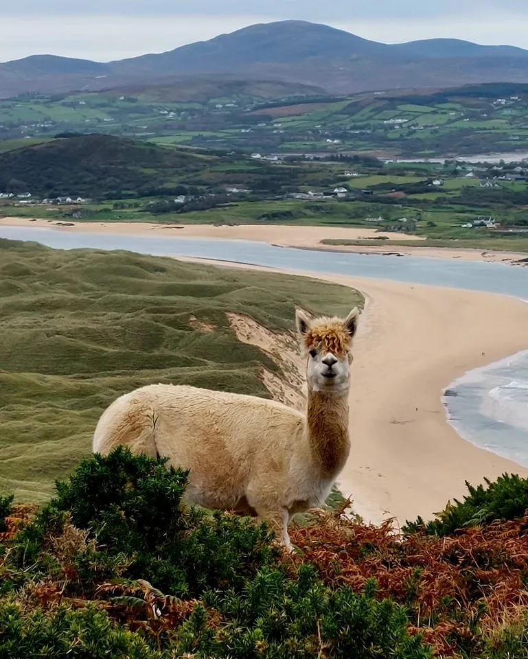 Wild Alpaca Way